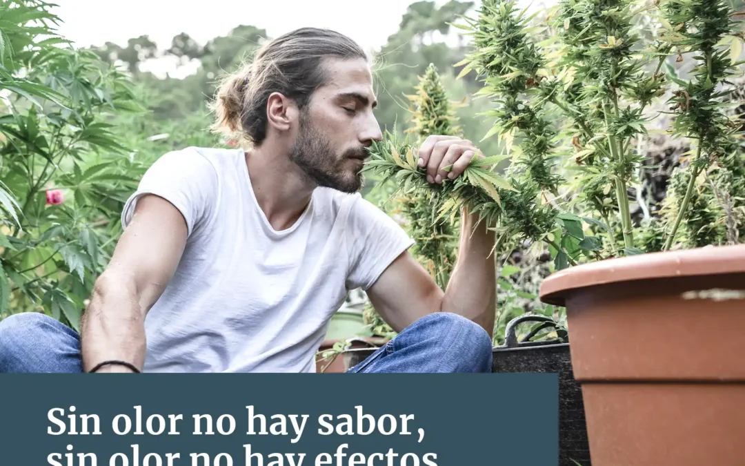 Mejorar aroma y el sabor